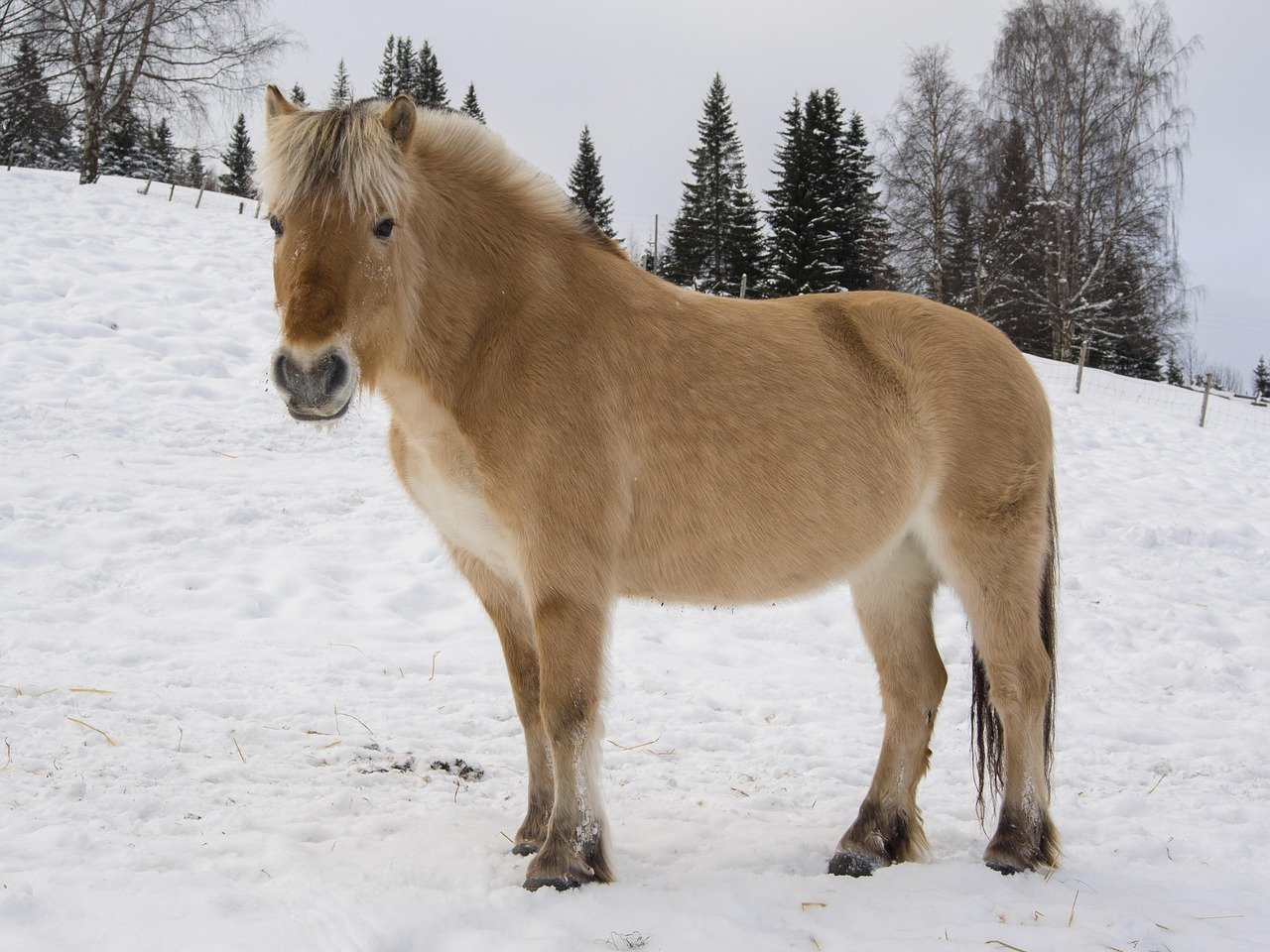 Fjord: The Viking’s Companion (image credits: pixabay)