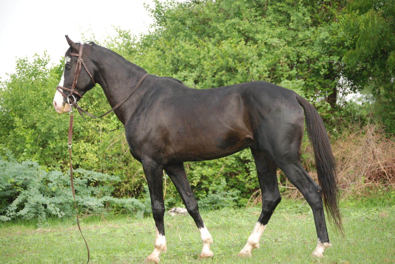 Marwari: The Warhorse of India (image credits: wikimedia)