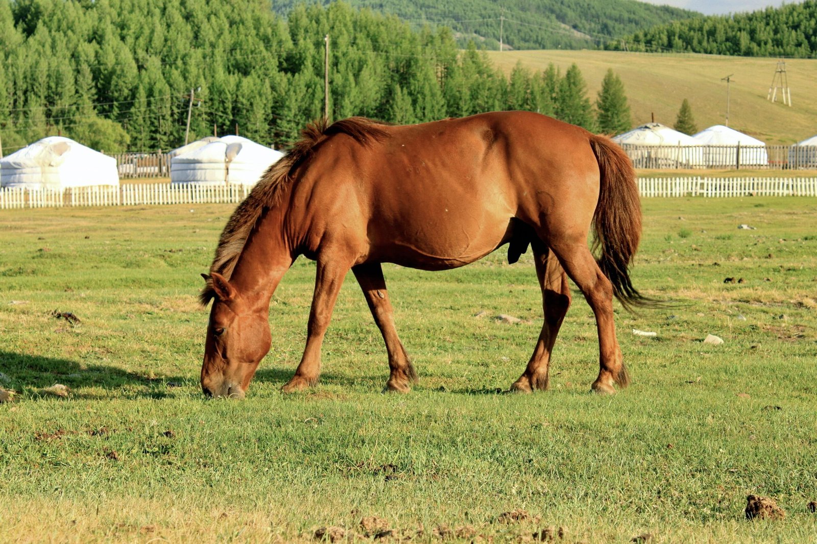 Mongolian: The Nomad’s Lifeline (image credits: wikimedia)