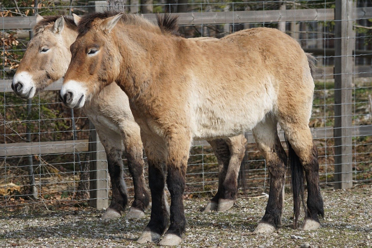 Przewalski’s Horse: The Wild Survivor (image credits: pixabay)