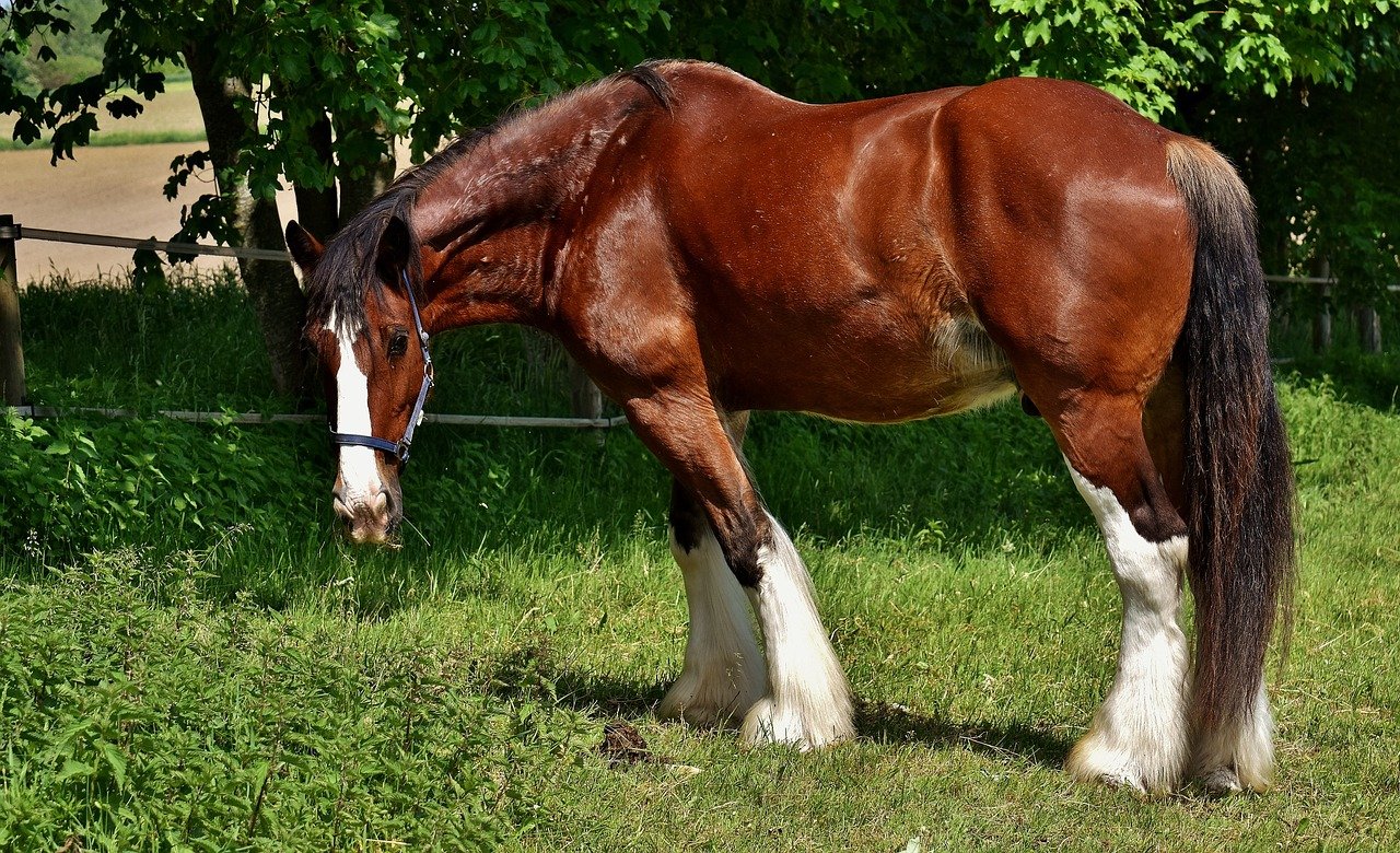 Shire: The Gentle Giant (image credits: pixabay)