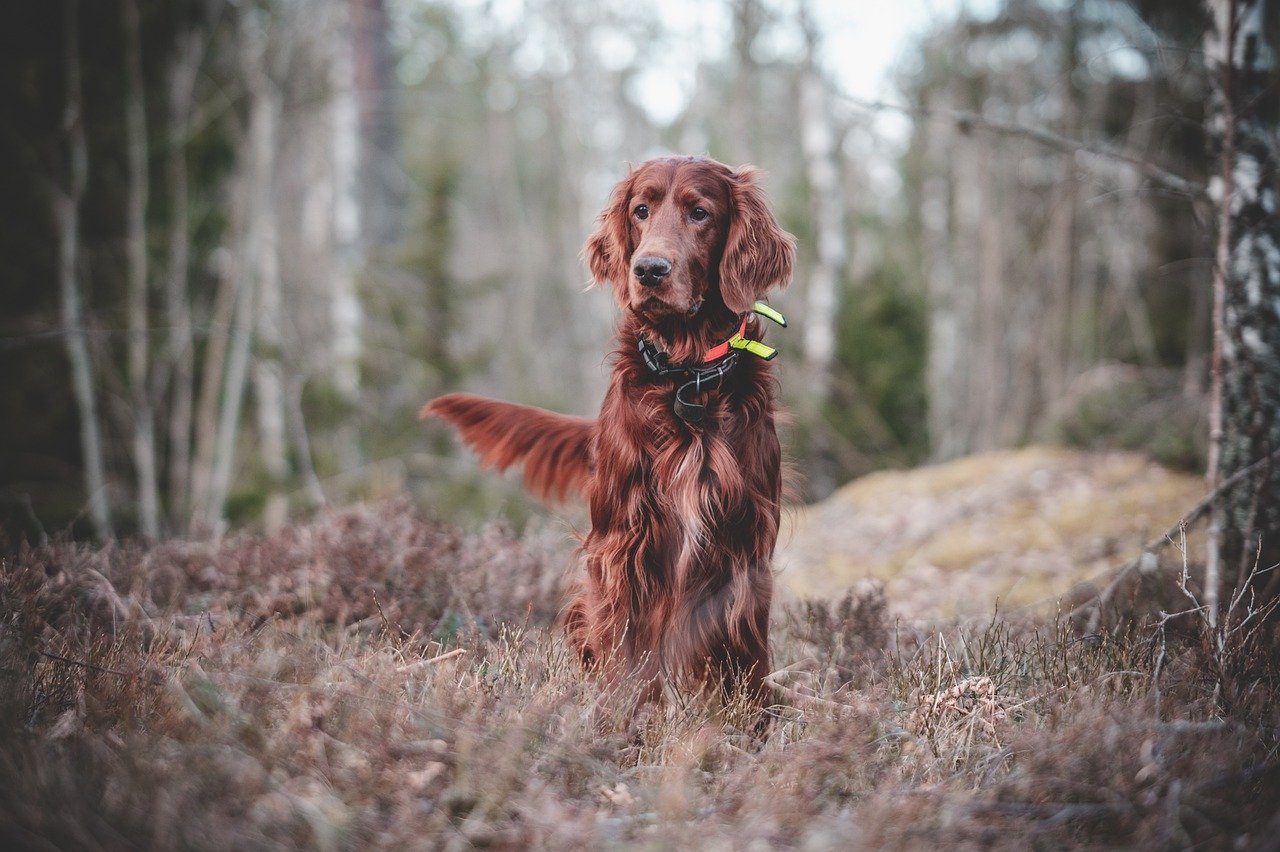 The Urge to Hunt: A Game of Chase (image credits: pixabay)
