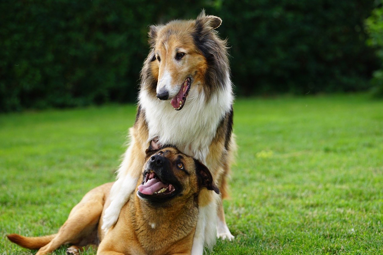 Social Interactions: The Need for Companionship (image credits: pixabay)