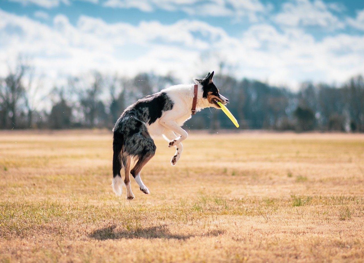 The Role of Play: More Than Just Fun (image credits: pixabay)