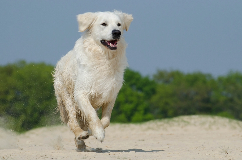 Conclusion: Embracing the Instincts That Define Our Dogs (image credits: rawpixel)