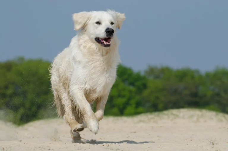 The Instincts That Drive Your Dog’s Behavior: Understanding Canine Nature