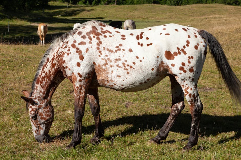 Appaloosa (image credits: pexels)