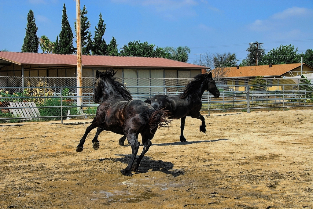 Friesian (image credits: rawpixel)
