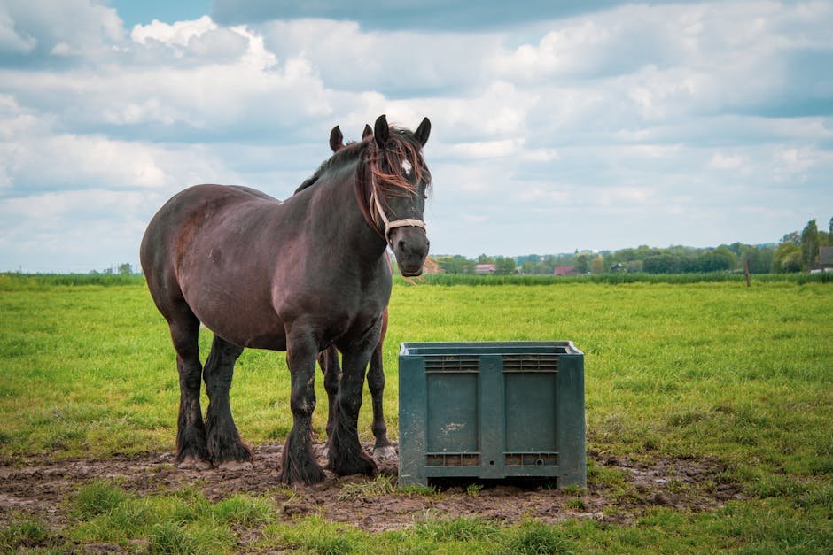 Belgian Draft Horse (image credits: pexels)
