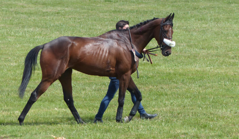 10 Versatile Horse Breeds Who Excel in Both Work and Sports