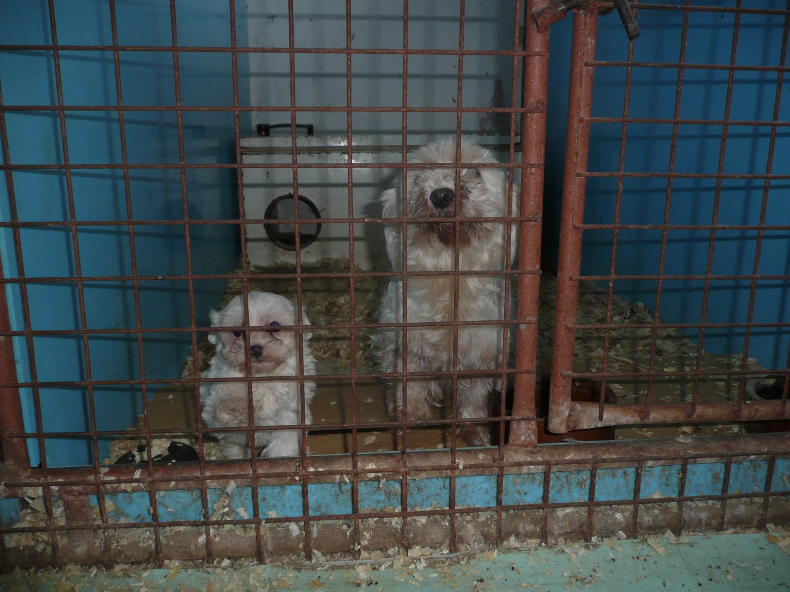 The Origins of Puppy Mills (image credits: wikimedia)