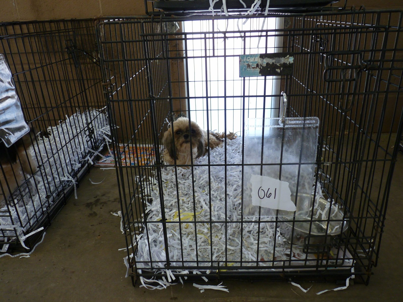 The Future of Puppy Mills (image credits: wikimedia)