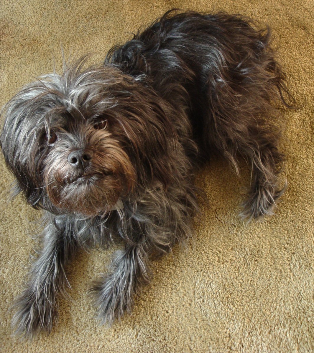The Affenpinscher: A Comical Companion (image credits: wikimedia)