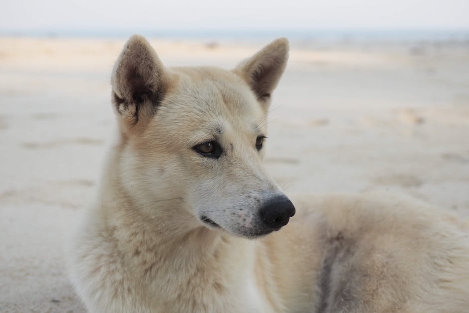 The Canaan Dog: A Desert Survivor (image credits: pexels)