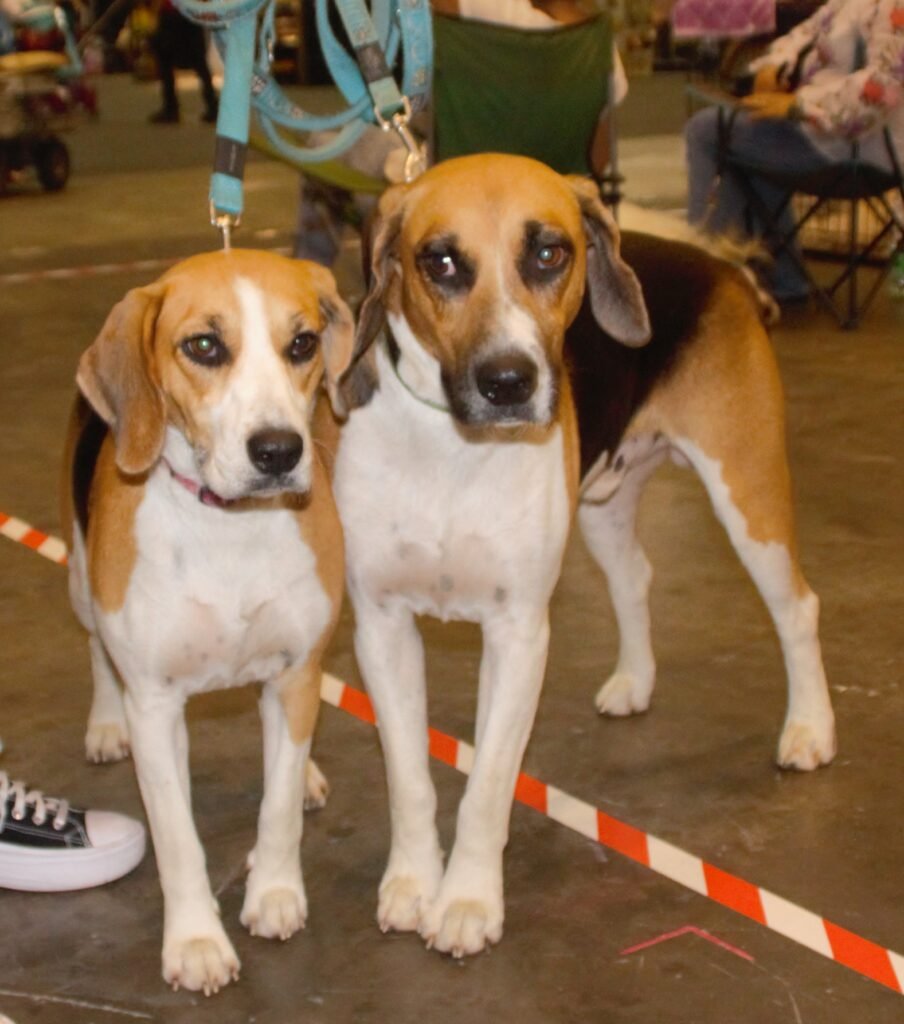 The Harrier: The Unassuming Hound