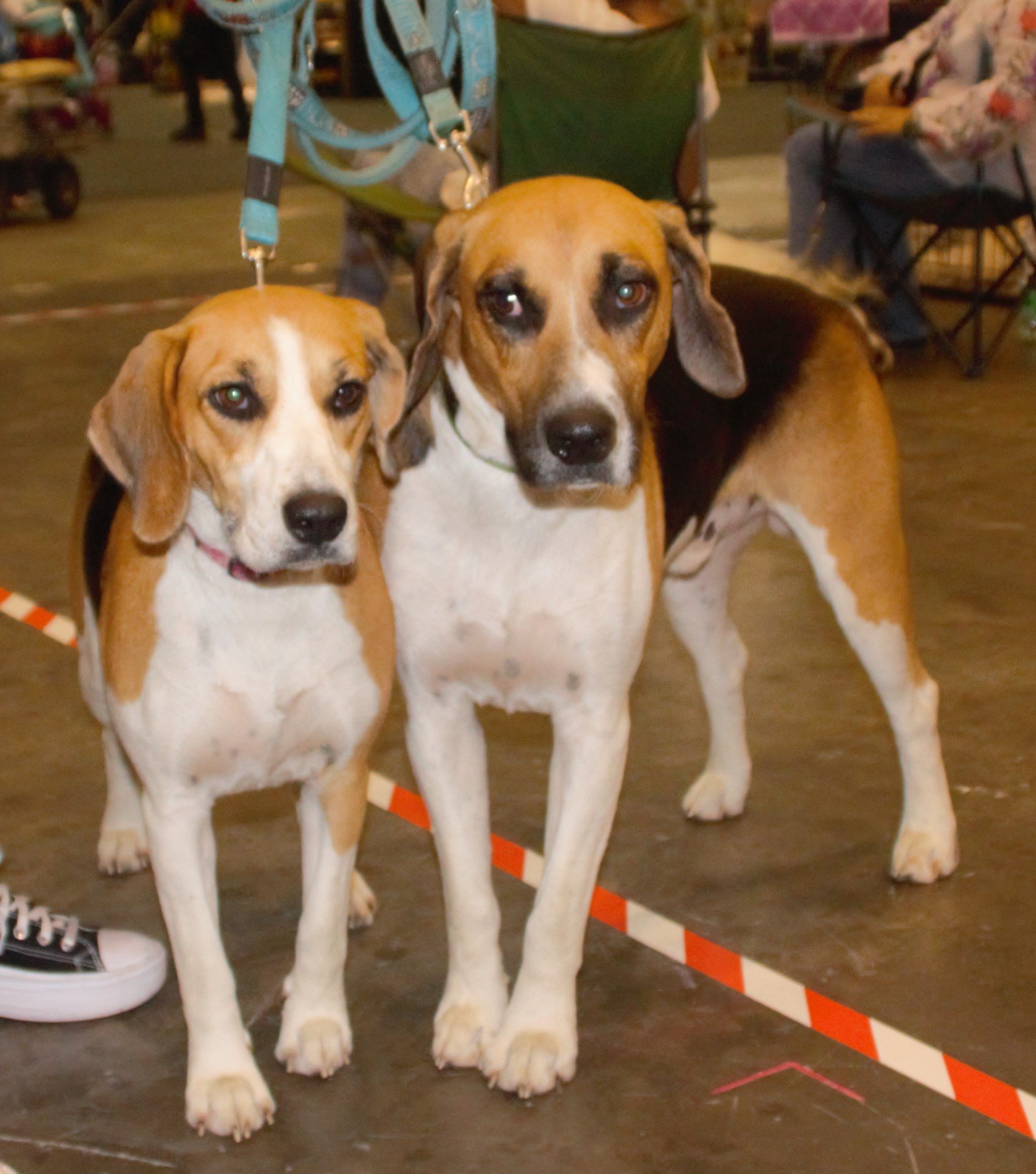 The Harrier: The Unassuming Hound (image credits: wikimedia)