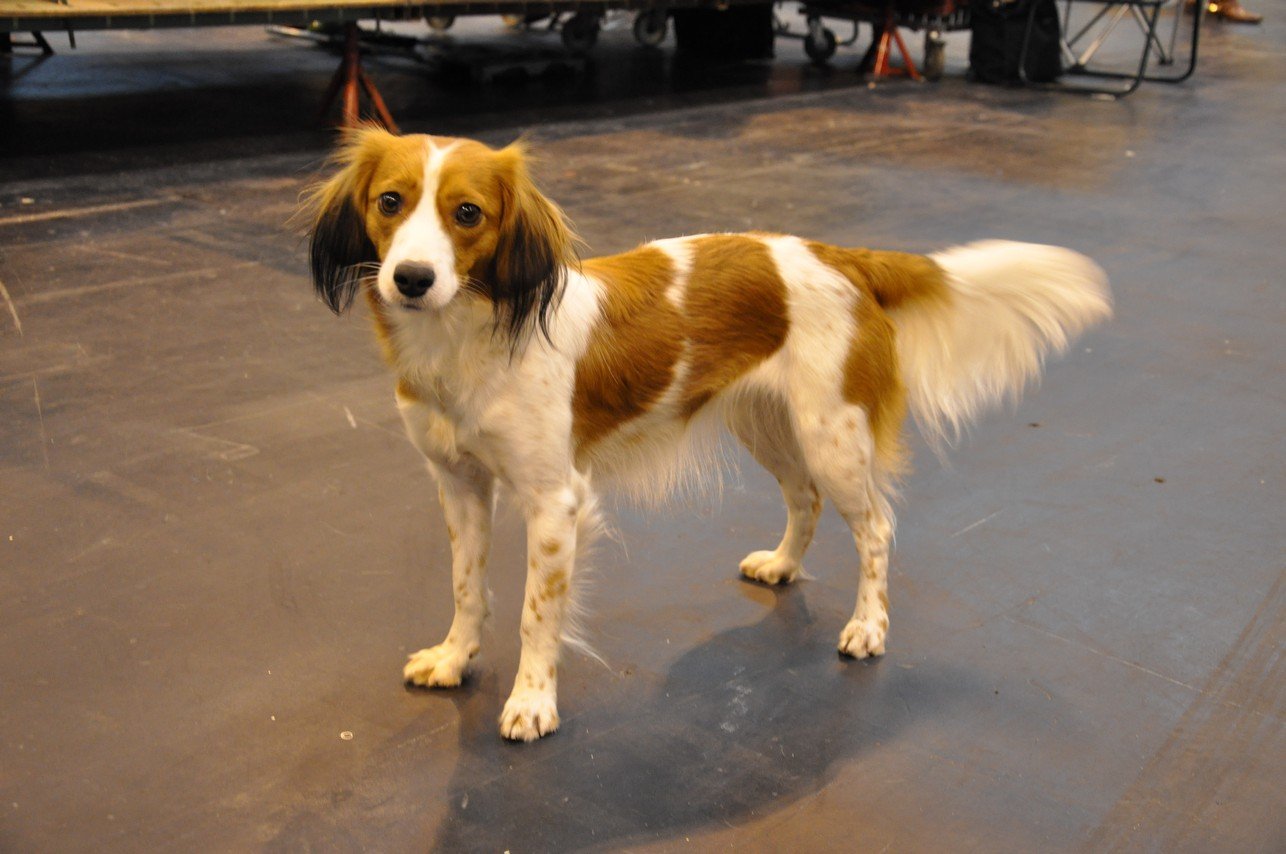 The Kooikerhondje: Holland&rsquo;s Waterfowl Retriever (image credits: wikimedia)
