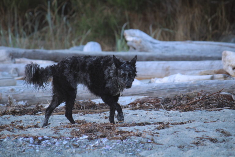 12 Overlooked Dog Breeds That Deserve More Attention