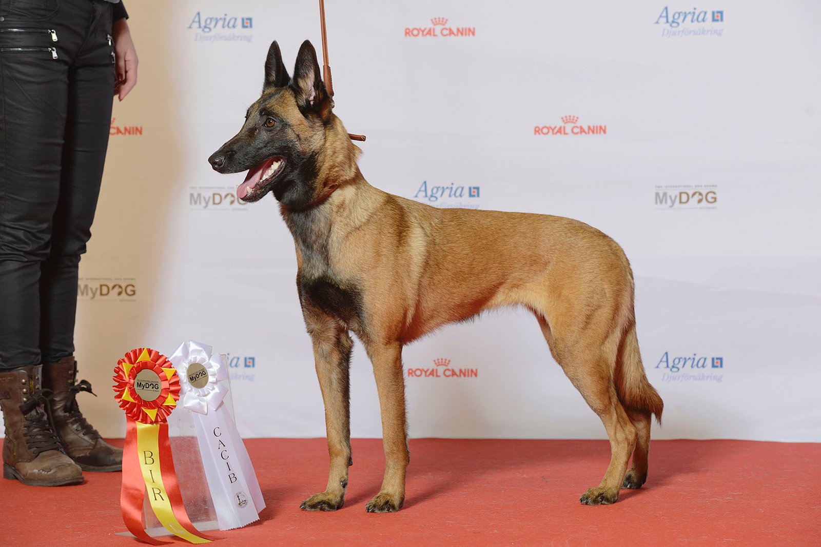 Belgian Malinois: The Agile Athlete (image credits: wikimedia)