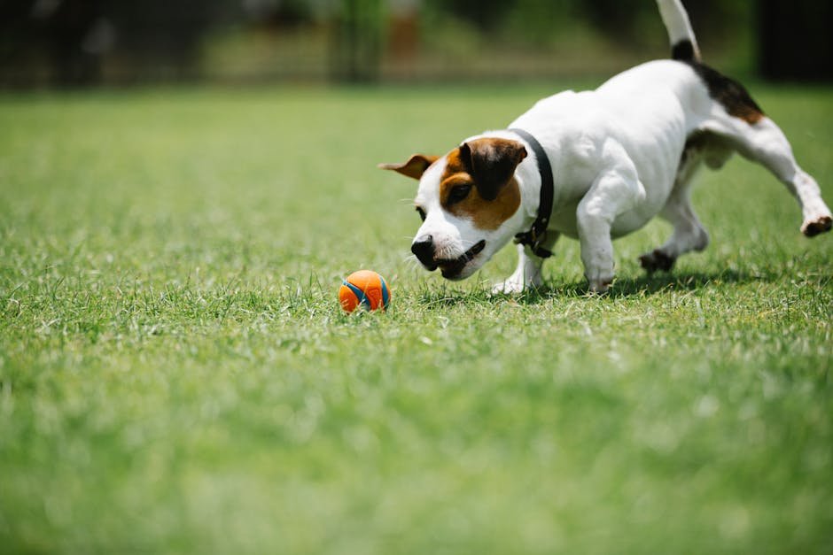 Jack Russell Terrier: The Spirited Dynamo (image credits: pexels)