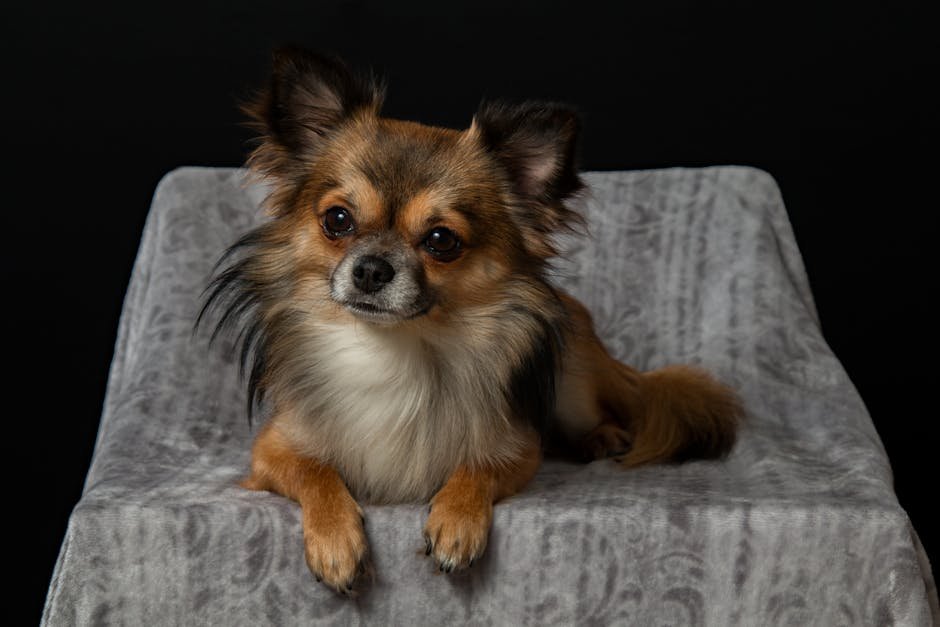 Chihuahua: The Bold and Sassy (image credits: pexels)