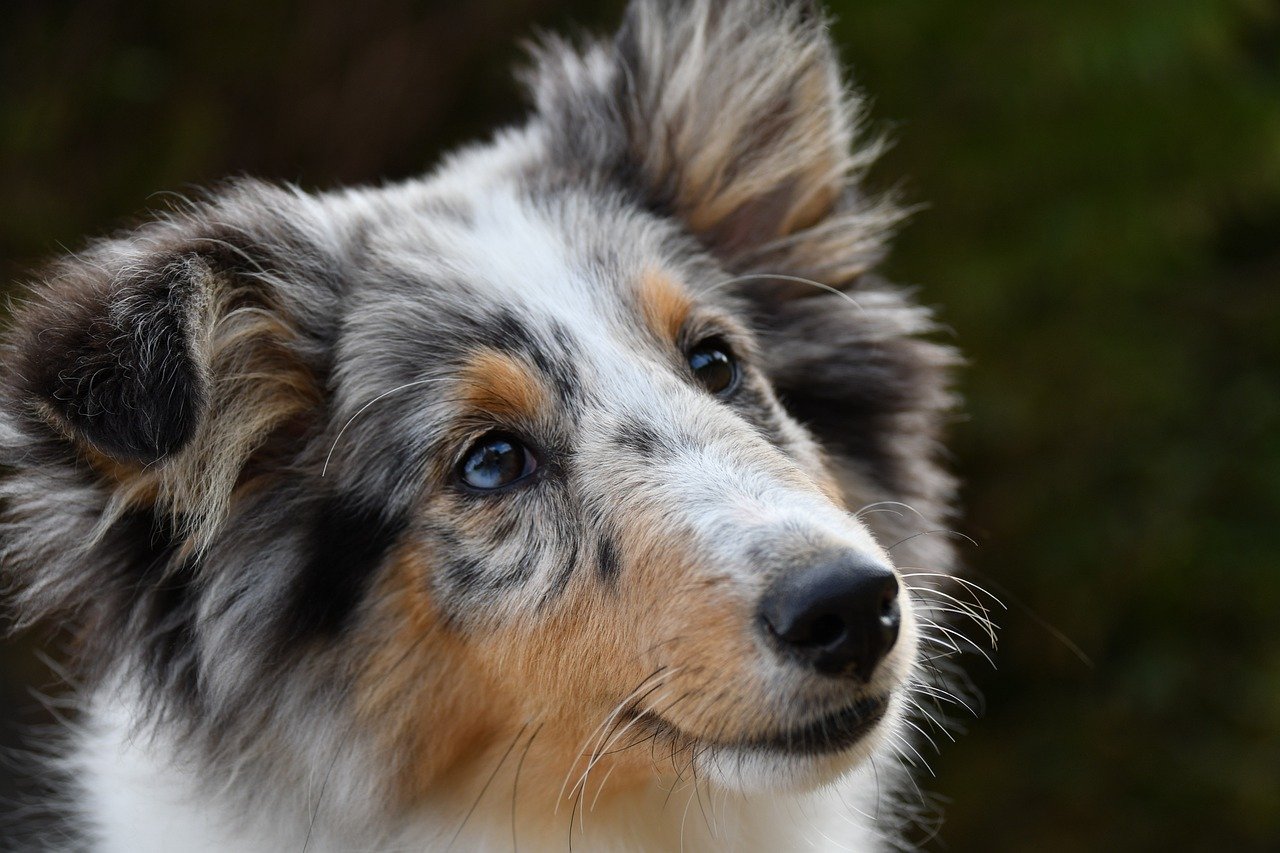 They Provide Emotional Support (image credits: pixabay)