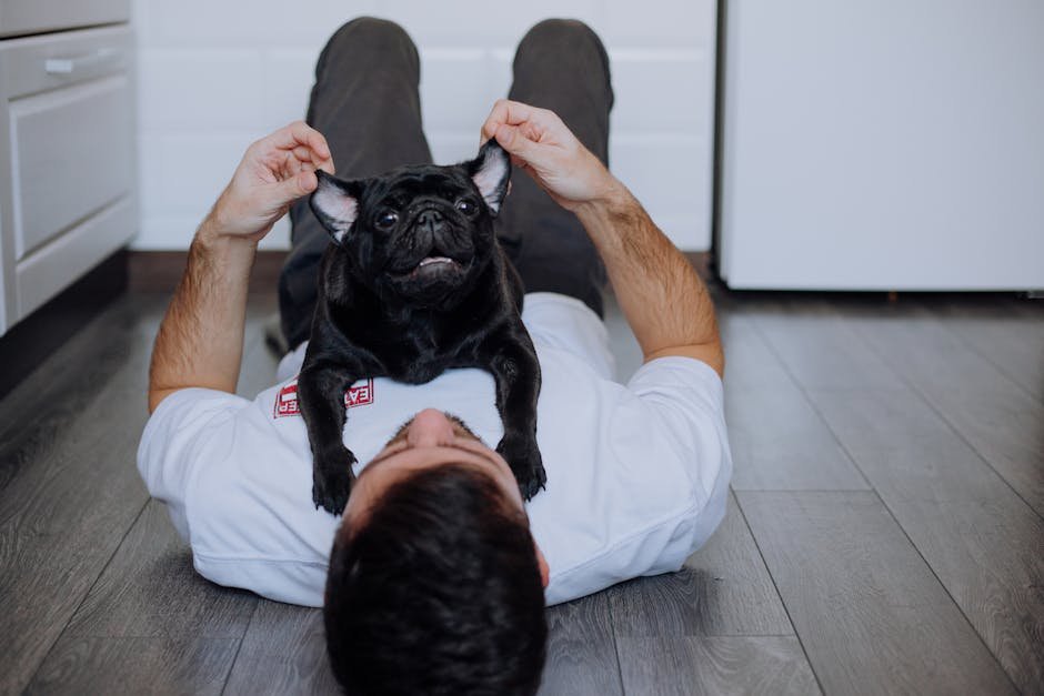 The Gentle Companion (image credits: pexels)