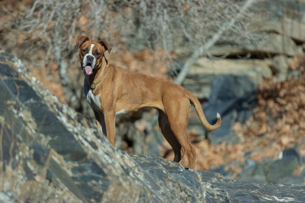 3. Boxer: The Playful Protector