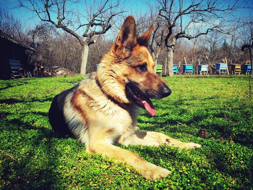 10. German Shepherd: The Courageous Companion (image credits: pexels)