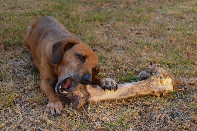 8 Important Reasons to Avoid Giving Your Dog Rawhide Bones