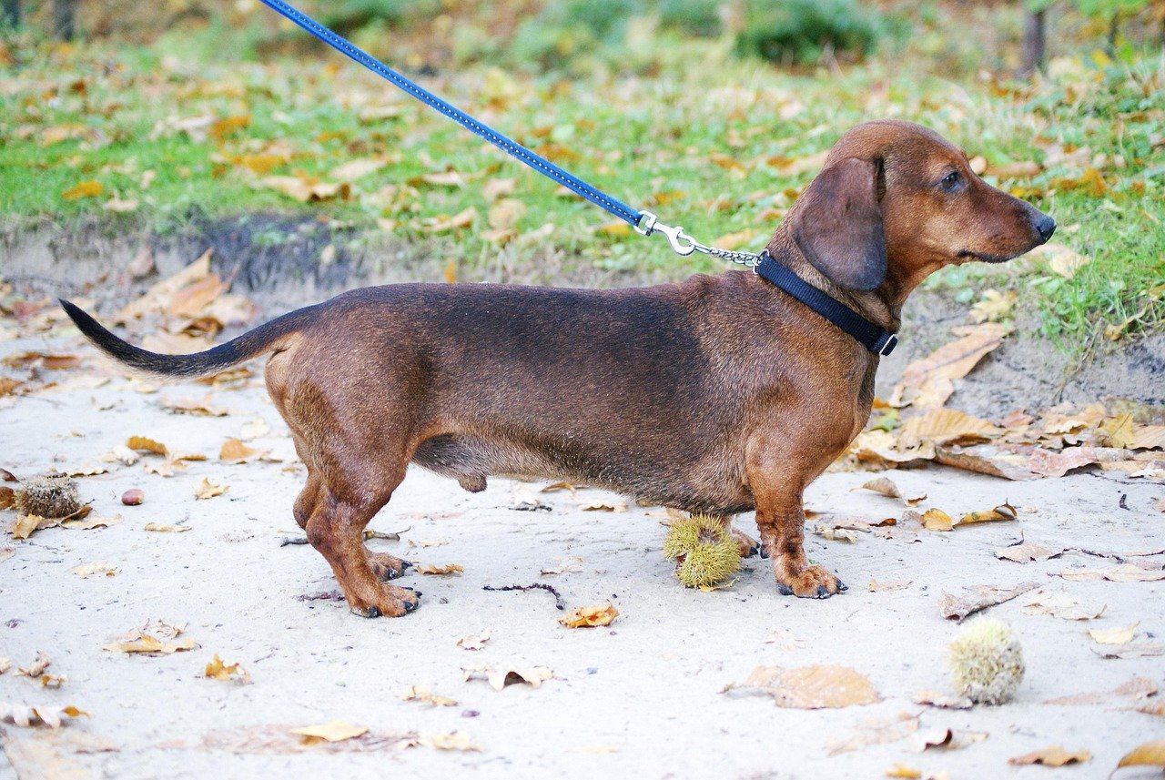 3. Dachshund: The Long and Lovable (image credits: pixabay)