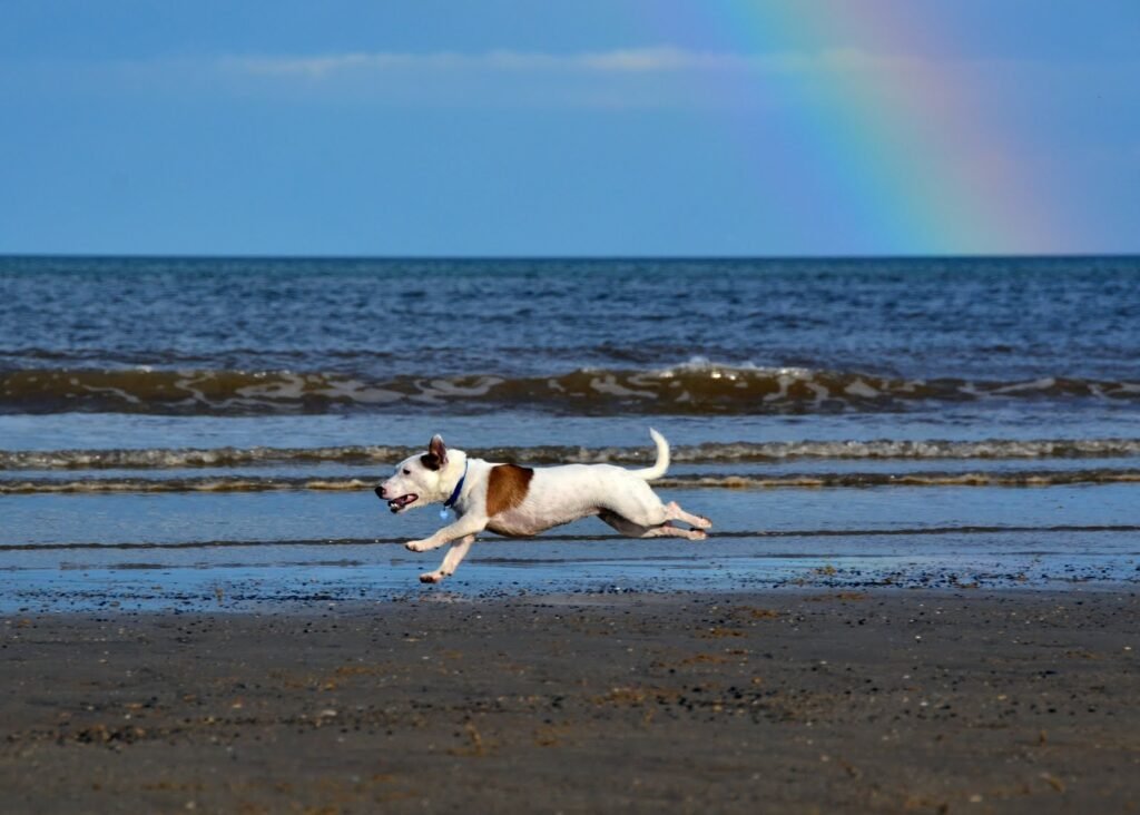 10. Jack Russell Terrier: The Energetic Entertainer