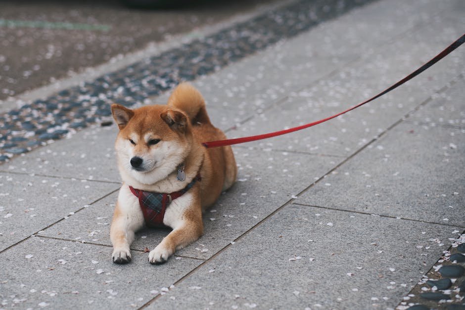 11. Shiba Inu: The Independent Adventurer (image credits: pexels)