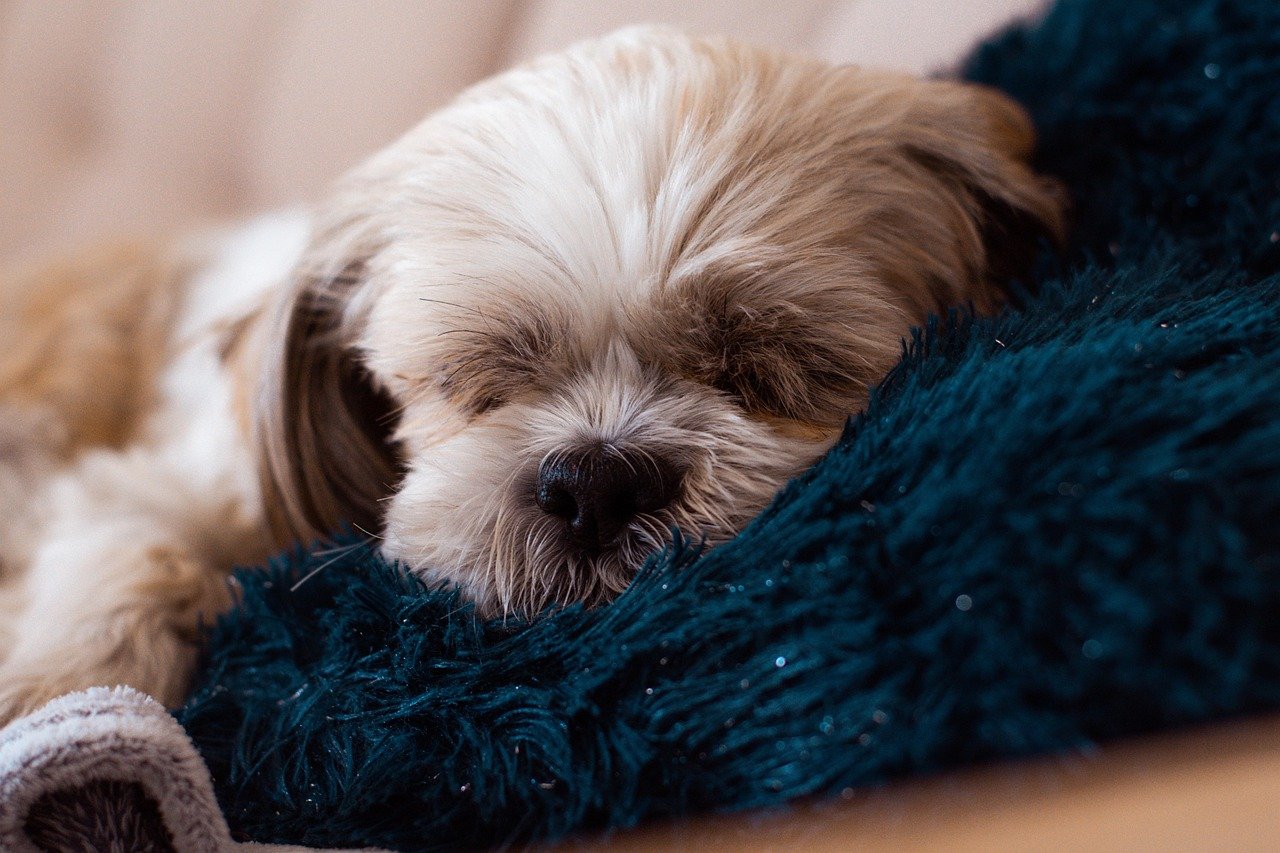 Shih Tzu: The Little Lions of the Palace (image credits: pixabay)