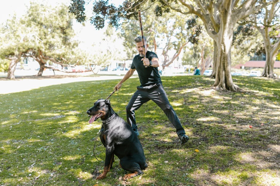 Doberman Pinscher: The Fearless Guardian (image credits: pexels)