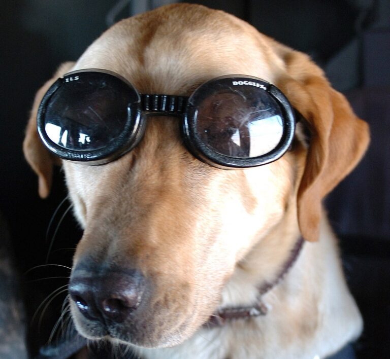 Ultimate 8 K9 Dog Breeds That Have Served in More War Zones Than Soldiers