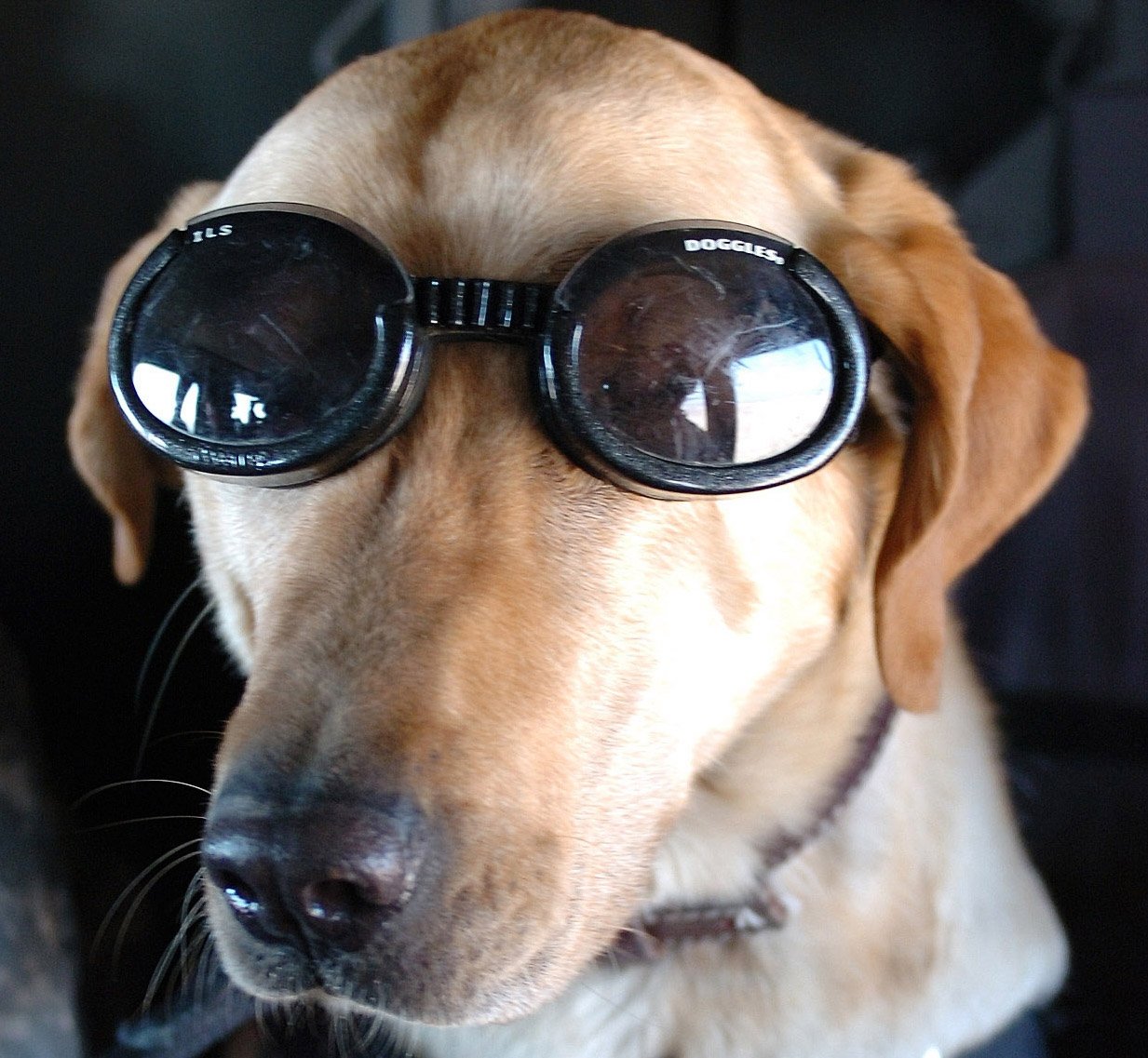 Ultimate 8 K9 Dog Breeds That Have Served in More War Zones Than Soldiers