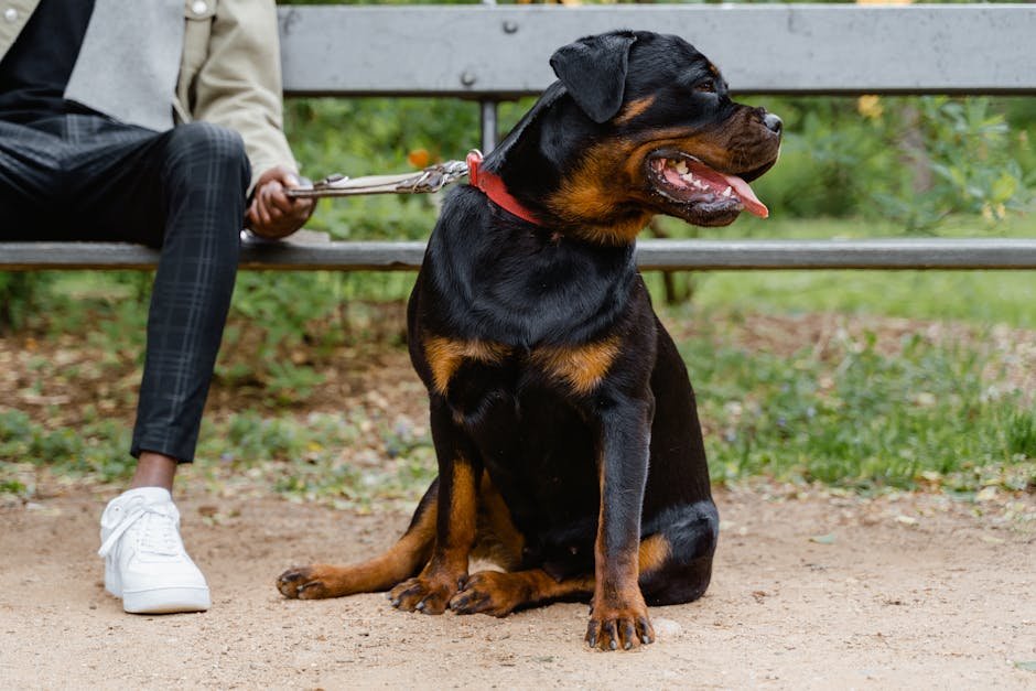 The Enduring Legacy of the Rottweiler-Leader Bond (image credits: pexels)