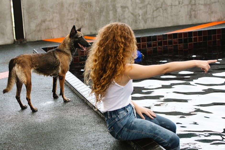 Belgian Malinois: The Agile Athlete (image credits: pexels)