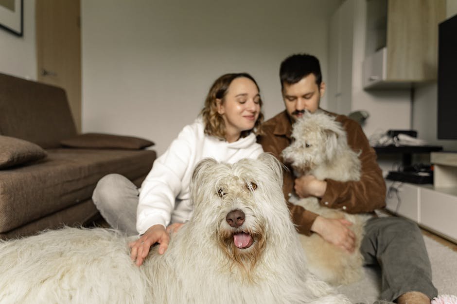 Old English Sheepdog: The Shaggy Shepherd (image credits: pexels)