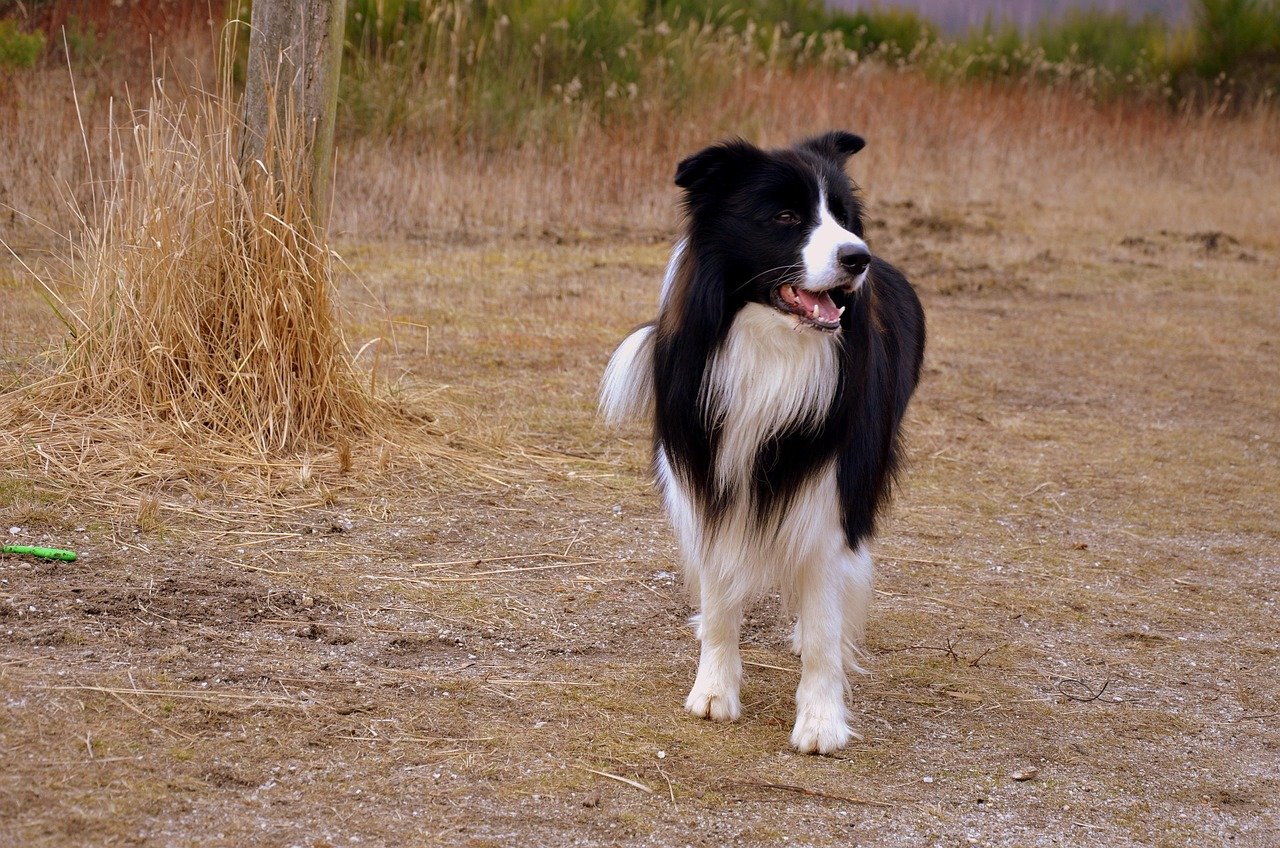 Collie: The Classic Herding Dog (image credits: pixabay)