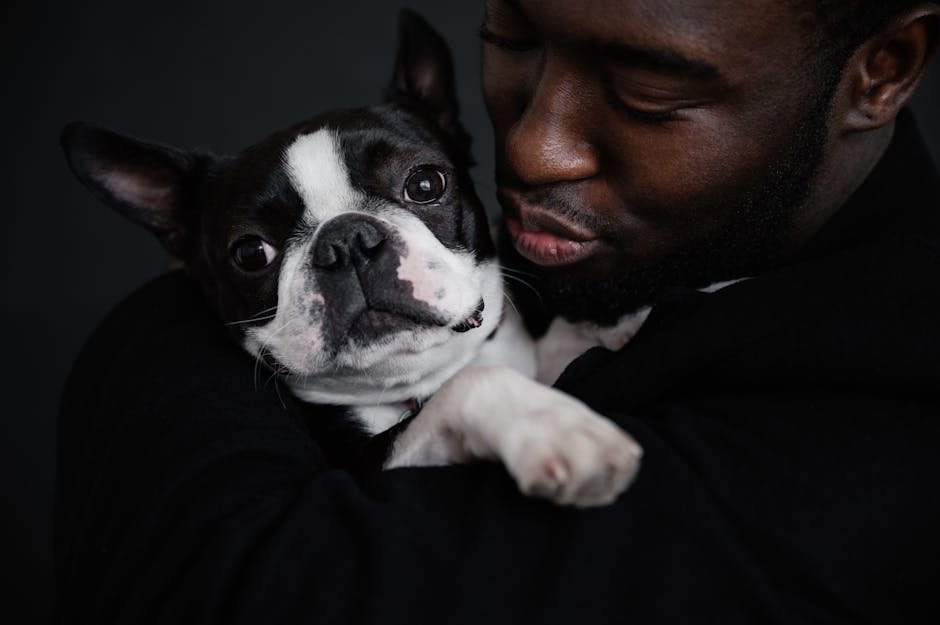 Boston Terrier: The Spirited Showman (image credits: pexels)