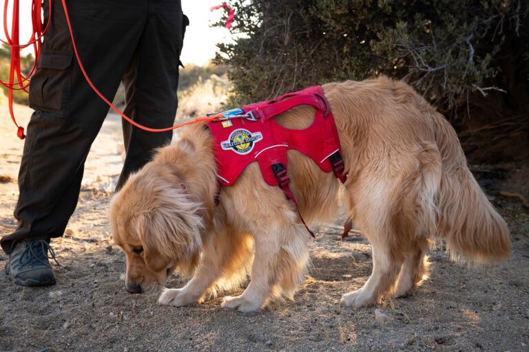 12 Best Dog Breeds for Those Who Like Adopting Rescue Animals