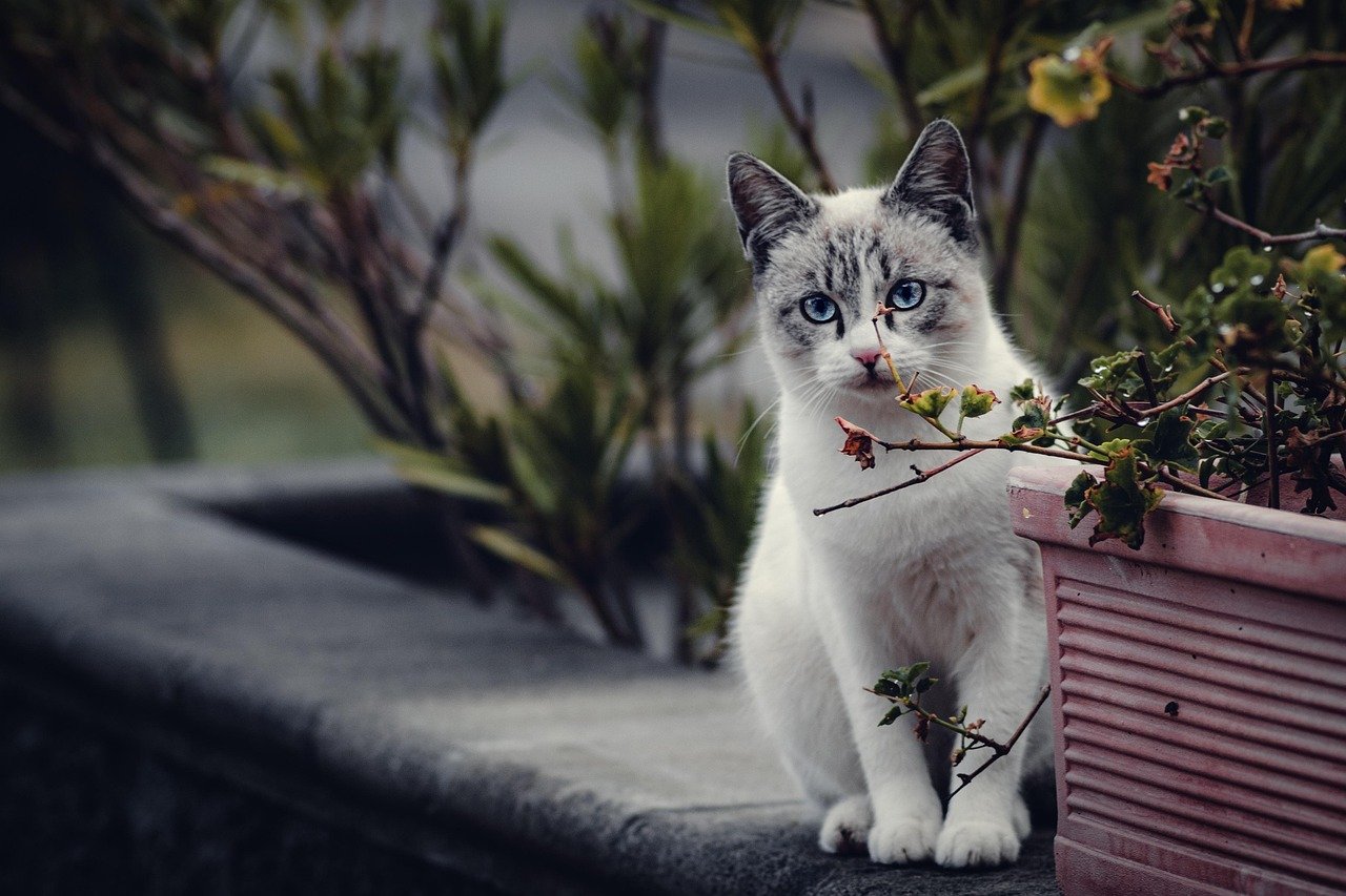 Choose Cat-Resistant Plants (image credits: pixabay)