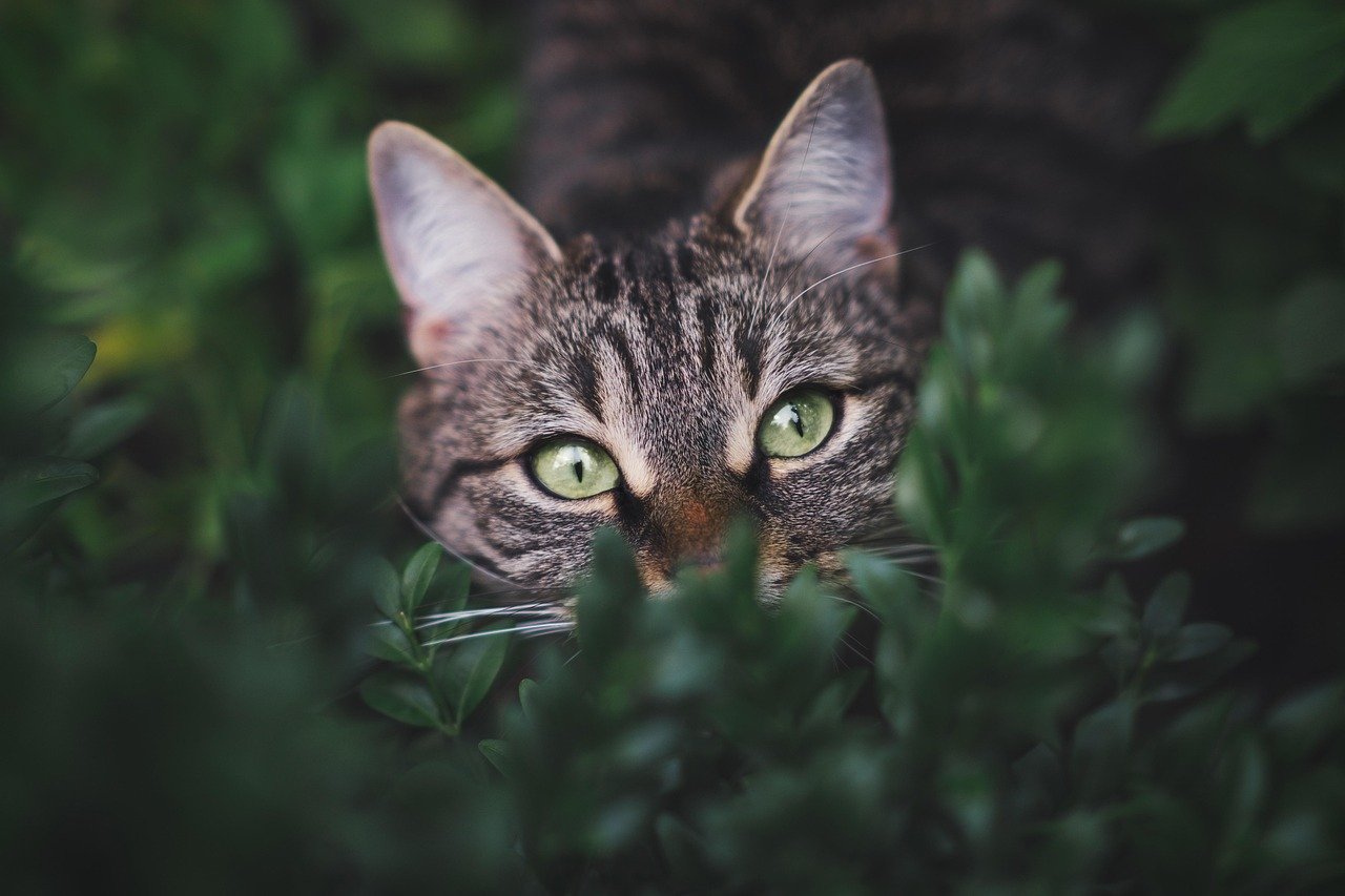 Utilize Motion-Activated Sprays (image credits: pixabay)