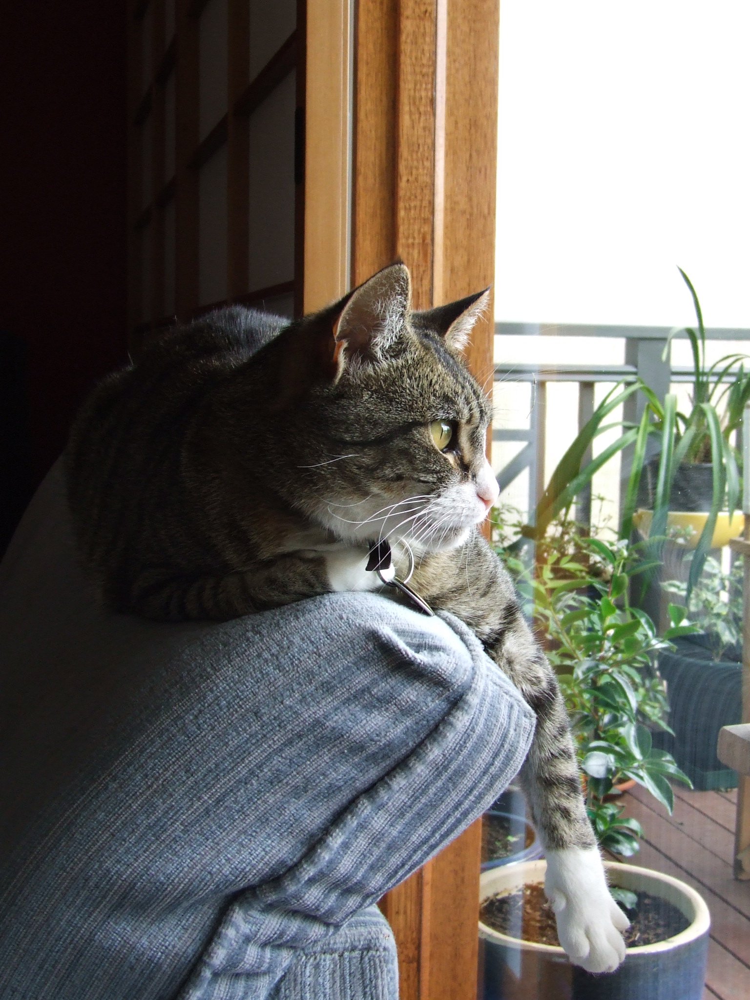 Keep Plants in Inaccessible Areas (image credits: wikimedia)
