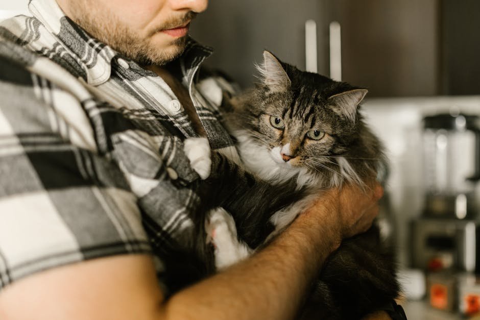 Maine Coon: The Playful Explorer (image credits: pexels)