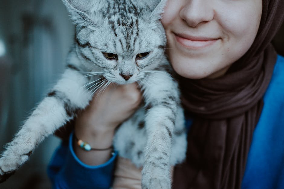 American Shorthair: The Easygoing Pal (image credits: pexels)
