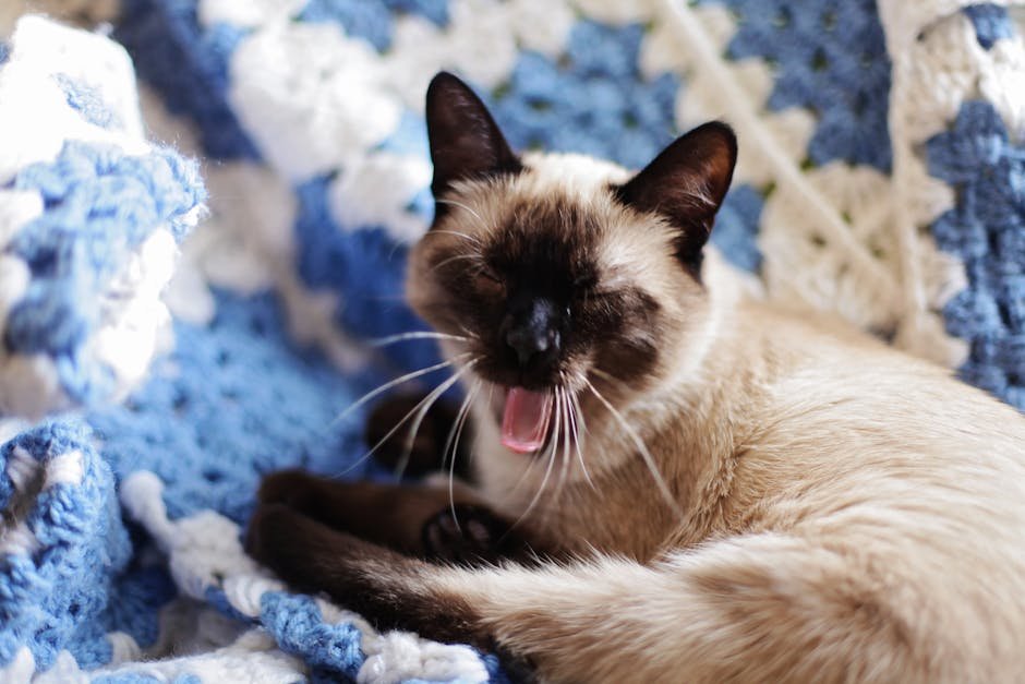 Siamese: The Vocal Companion (image credits: pexels)