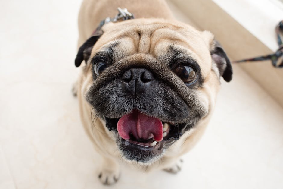Pug: The Comical Companion (image credits: pexels)